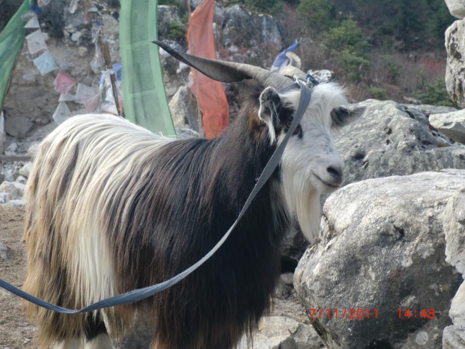 Sheep - Manaslu Circuit Trekking